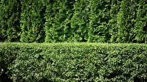 Screens can be planted in a. Best Privacy Screen Trees And Shrubs Arbor Day Blog