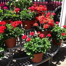 Maybe you would like to learn more about one of these? Bonnie Brae Flowers Virginia Village Denver Co
