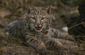 Kedigiller In Felidae Evrimi Evrim Agaci