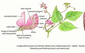 Image result for Dolichos sericeus