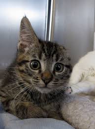 Evander Hearing The News From The Doctor Happy Kitten Evander Animal Companions