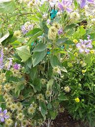 Branches are clad with attractive dark green leaves. Trailing Clematis Problems