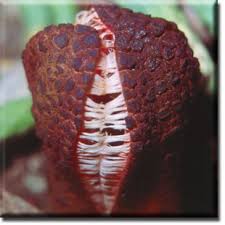 Image result for Hydnora