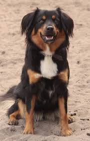 Maggie is te oud om nog meer pups te krijgen. 12 Austrian Pincher Ideas Dogs Animals Pinscher
