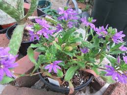 Image result for Goodeniaceae