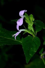 Image result for Hypoestes triflora