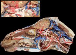Feel free to browse at our anatomy categories and we hope you. Arteries Of The Head Of The Dromedary Camel Withrostral Epidural Rete Download Scientific Diagram