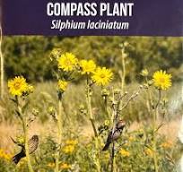 Seed Pack - Compass Plant (Silphium laciniatum)