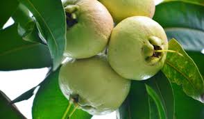 Image result for Syzygium jambos