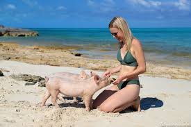 Gäste können jetzt online einchecken und verzichtserklärungen abschließen, sodass sie den. Long Island Die Schwimmenden Schweine Auf Dove Cay Bahamas