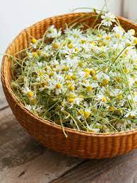 Maybe you would like to learn more about one of these? Drying Chamomile Flowers By Harald Walker Chamomile Dry