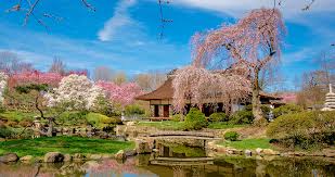 Wednesday through sunday 11am to 5pm 2021 Shofuso Cherry Blossom Viewing Virtual Ohanami Saturday April 10th Japanese City Com