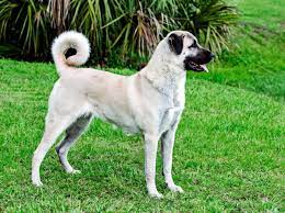 While they're mostly healthy dogs, there are a few health problems to watch out for to help your pup live the longest life possible. Anatolian Shepherd Dog Loyal Strong Reserved Wag Pet Boutique