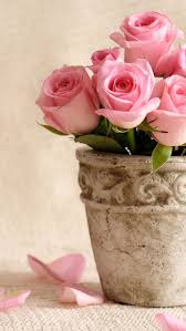 Pink Roses Pink Roses Flowers Flower Pots