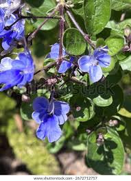 Image result for Rotheca myricoides