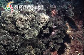 Image result for Halopegia