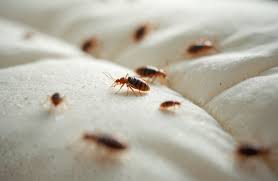 Bed Bugs Injury Lawyers | Attorneys for Bed Bugs Florida