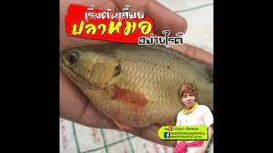 เร มต นเล ยงปลาหมอย างไรด youtube กบ