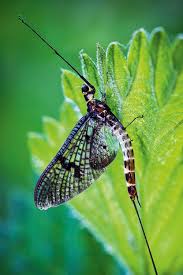 Macro Photography Lighting Tips Amateur Photographer