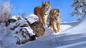 Papel de parede 2600 x 1728 (4k). Two Tigers Are Walking On Snow 4k Tiger Hd Desktop Wallpaper Widescreen High Definition Fullscreen