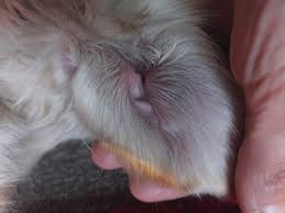 Image result for abscess dog's ear flap
