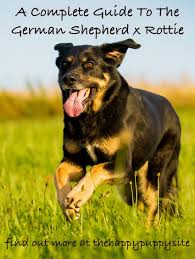 This large and gorgeous breed is strong, smart, loving and relatively easy to train, making it a perfect guard dog, as well as a family companion. German Shepherd Rottweiler Mix Breed Facts Information Rottweiler Mix German Shepherd Rottweiler Mix Rottweiler Facts