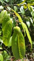 Image result for Paropsia braunii