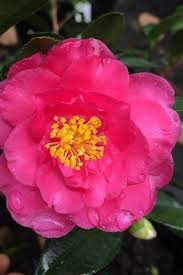 Buy Buttons N Bows Camellia Free Shipping Plants For Sale Online From Wilson Bros Gardens In 2020 Plant Sale Trees To Plant Plants