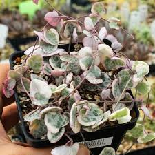 Image result for Ceropegia circinata