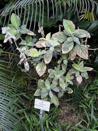 Image result for Barleria albostellata