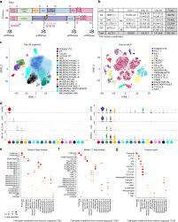 It includes a network of capillaries, called the glomerulus which performs the filtering. Single Cell Census Of Human Kidney Organoids Shows Reproducibility And Diminished Off Target Cells After Transplantation Nature Communications
