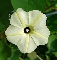 Image result for Ipomoea obscura