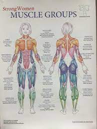 Groups Muscles Muscles Groups Human Muscle Anatomy Body Muscle Anatomy Human Body Anatomy