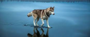 Defalarca Baktiran Yercekimine Meydan Okuma Anlari Alaska Husky Sibirya Kurdu Yavrusu Yavru Kopek