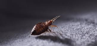 Can strathearn pest control control bedbugs ? Get Rid Of Bed Bugs Flea Treatment London Maidstone