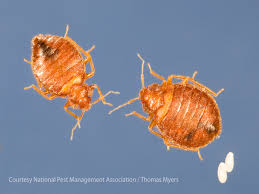 What to do if you find bed bugs? Where Do Bed Bugs Come From Identify Bed Bugs Bites