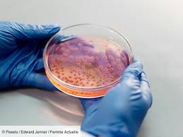 Photo Quels sont les symptmes de la bactrie mycoplasma hominis ...