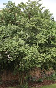 Image result for Burttdavya