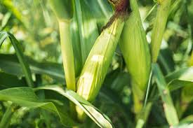 How to grow sweet corn in a small garden. How To Grow Sweet Corn