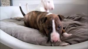 Image result for bulteriér