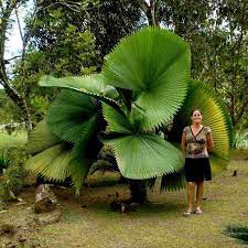 Licuala grandis is a gorgeous small palm that can be grown indoors in containers. Ruffled Fan Palm Seeds Licuala Grandis Price 4 80