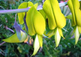 Image result for Crotalaria bernieri