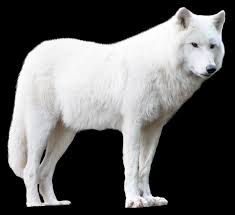 Wolf Png Images Free Download Free Transparent Png Logos