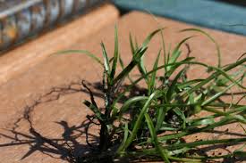 Image result for Kyllinga