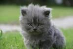 Gray Persian Cats - Photo Gallery - Animal Wised