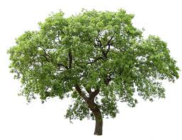 Deciduous trees lose all of their leaves for part of the year. Cad Und Bim Objekte Image Entourage Tree 3 Plants 2d Images Polantis Kostenlose 3d Cad Und Bim Objekte Revit Archicad Autocad 3dsmax Und 3d Modelle