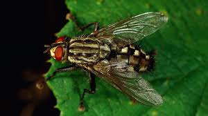 Llll hausmittel zum fliegen loswerden: Insekten Experte Erklart Viele Dicke Fliegen Unterwegs Das Ist Der Grund