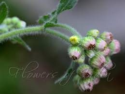 Image result for Eschenbachia