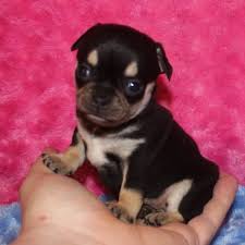 Our purpose is to extend public education and awareness regarding overpopulation, abuse, neglect, importance of spaying/neutering, and the tragic, high rates of chihuahua abandonment and shelter euthanasia. Cheap Chihuahua Puppies For Sale Usa Uk Canada Australia