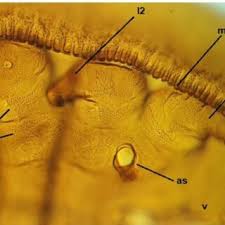 Image result for Paranecepsia alchorneifolia